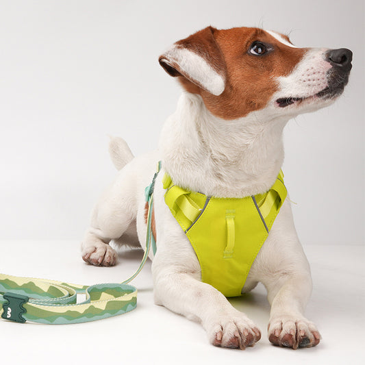 煥彩羽感胸背帶 （兩爪）