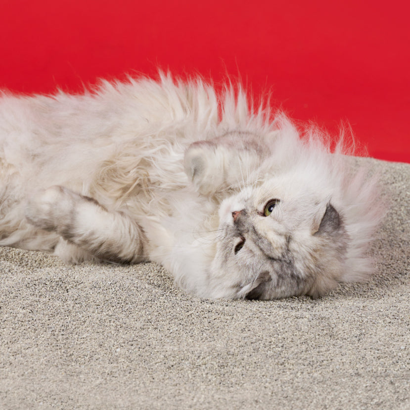 菲貓博士通緝款貓砂（4.3kg）