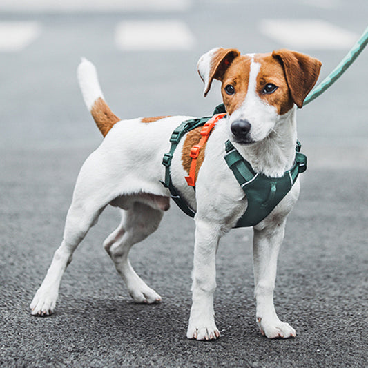 幻彩執手胸背帶 （三爪）
