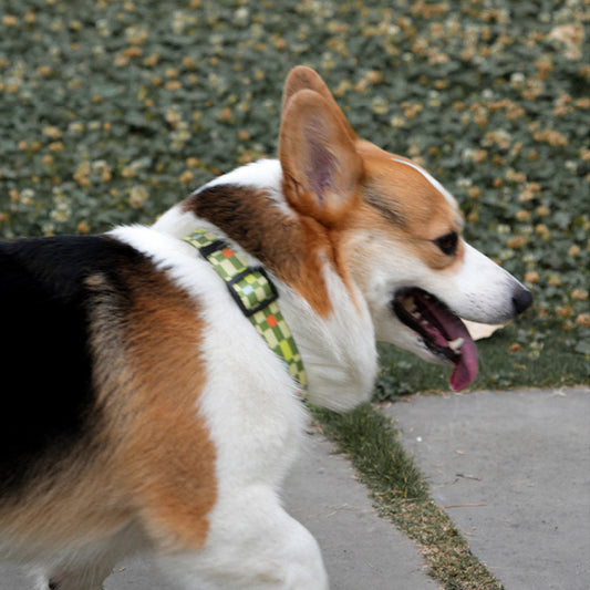 波拉克磁吸扣頸圈