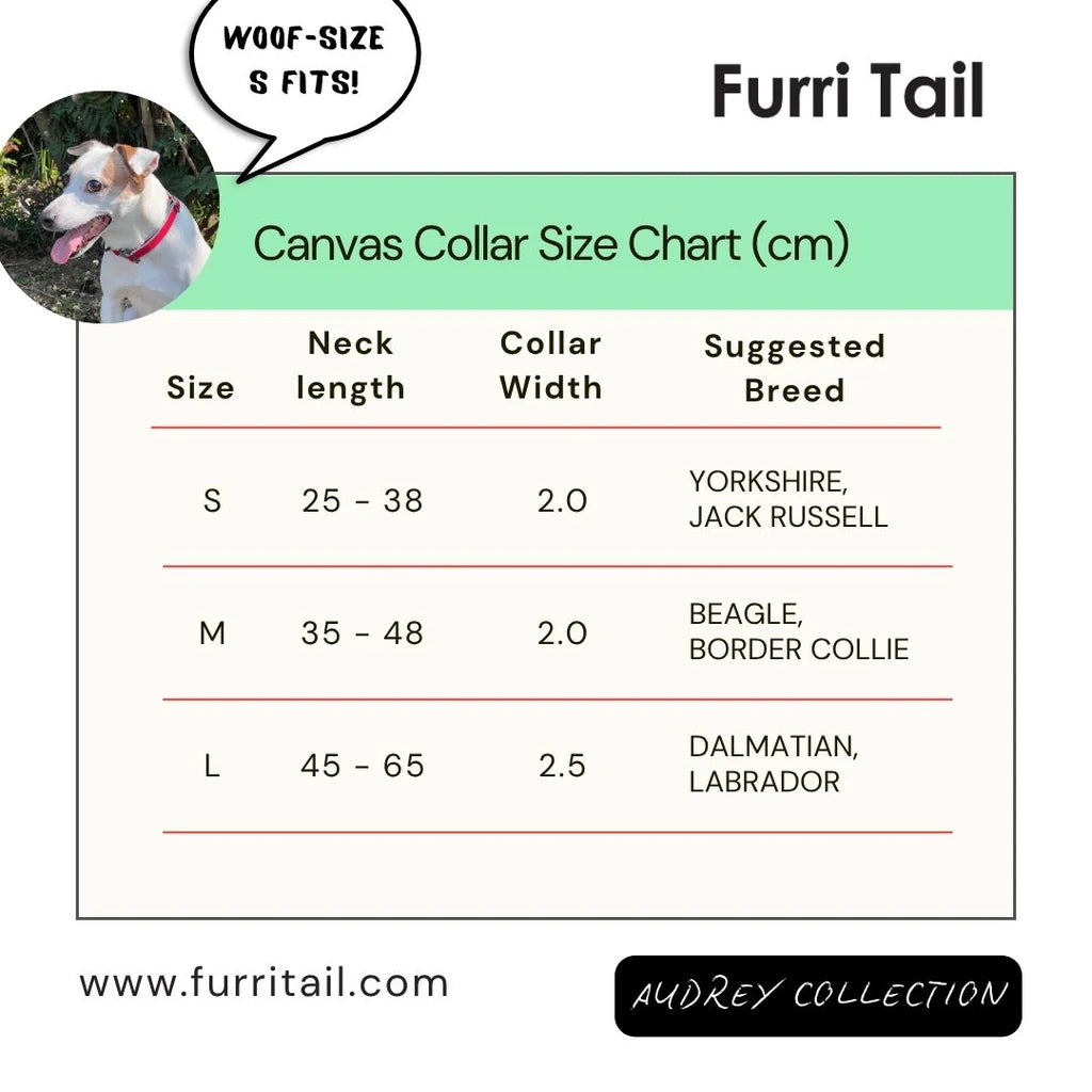 探險家運動項圈